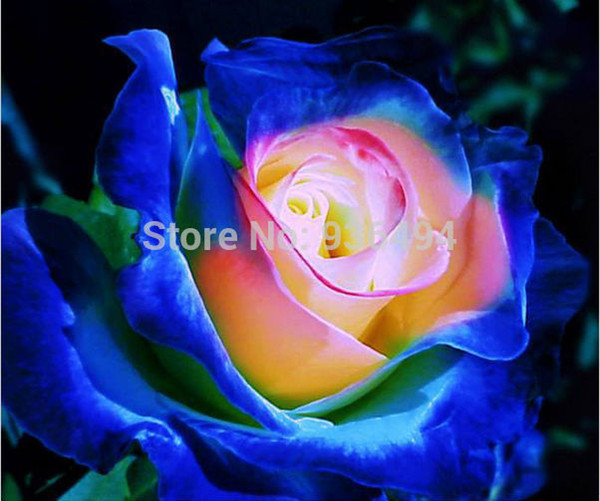 Bonsai plants, rare blue elf roses seed, 200PC senior flower seeds