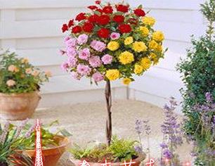 Chinese rose seeds, color bonsai tree roses seed, plant seeds--200PC