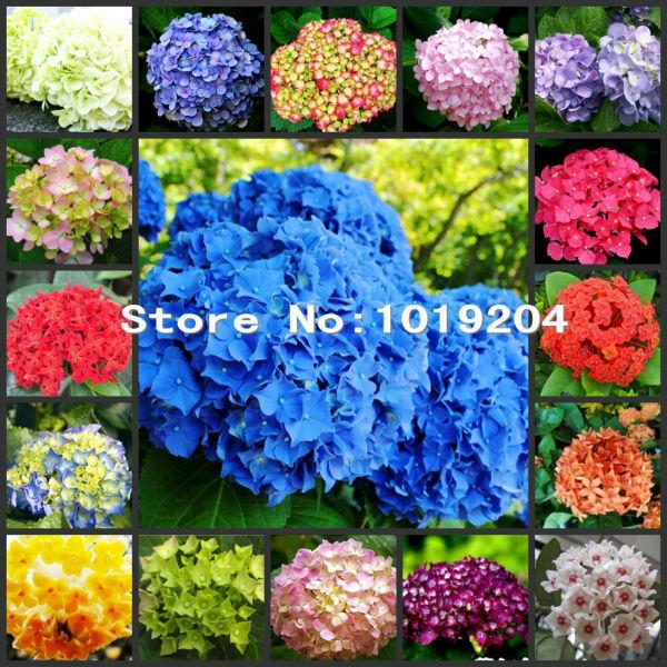 20 PCS senior Colorful bonsai hydrangea seeds, Simple DIY balcony planting, beautiful flowers plant