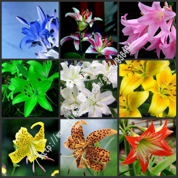 Flower seeds,200 PC lily seed, 25 varieties bonsai French perfume lily seed, courtyard beautiful plants