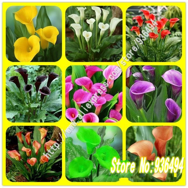 Bonsai seeds, 200 PC senior callas seeds, flower seeds, and colorful calla lily seed