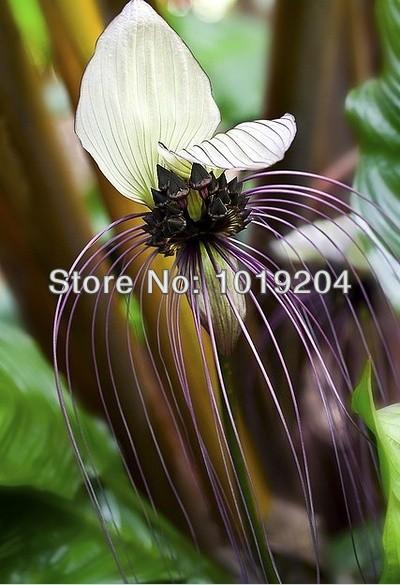 Flowering Plants Seeds, rare octopus orchid seeds, a bag 100PCS, beautiful bonsai orchids