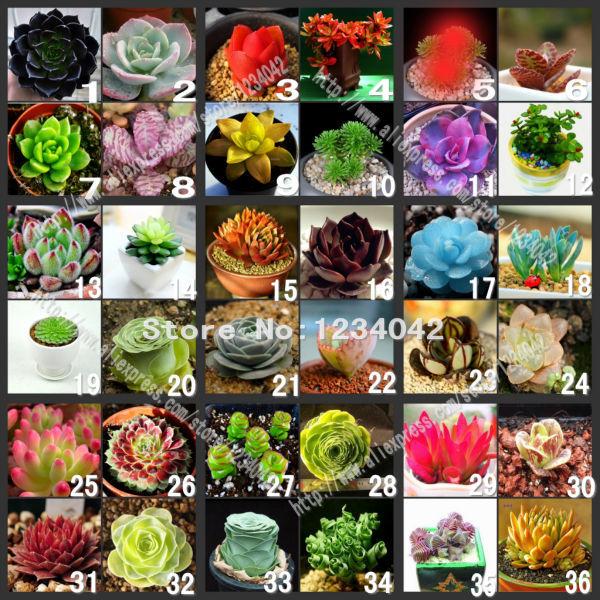 200 PC and colorful meaty plant seeds,36 varieties Bonsai seeds,Rare seeds