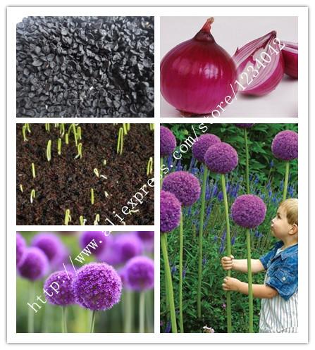 200 PCS of delicious onion seeds,purple vegetable seeds