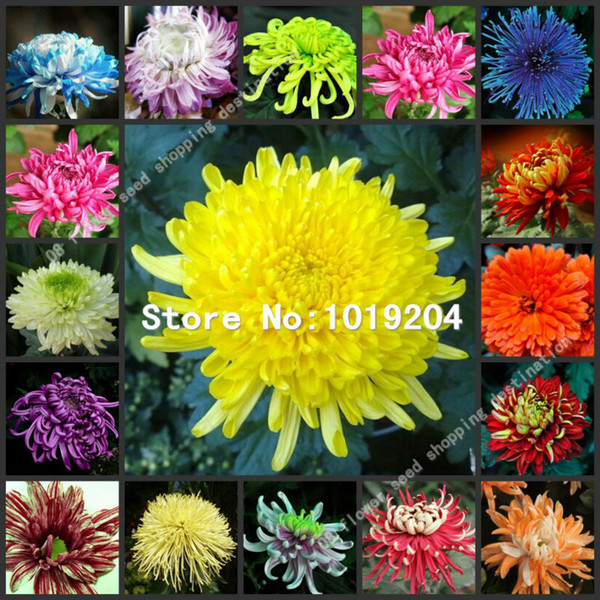 100 PC colorful chrysanthemum seeds,colorful flower seeds, beautiful potted plant seeds