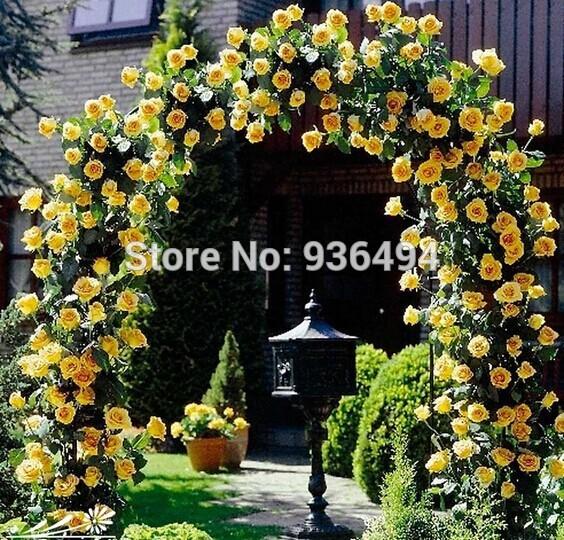 Free shipping, 200 PCS yellow Chinese rose seeds, climbing high plant, rose seeds