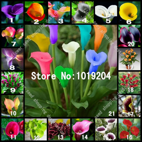 Bonsai seeds, 20 varieties of calla lily seeds, 200PC / big bag of flower seeds, flowering plants