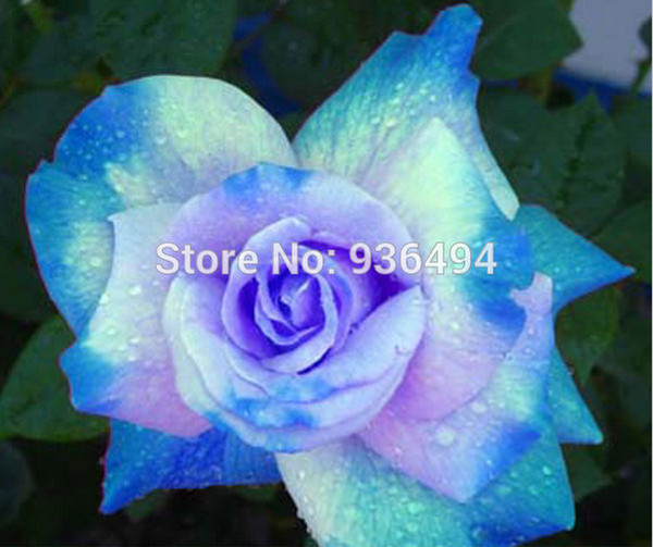 Flower seed, 200 PC rare sky blue roses seed, the most beautiful plants, potted landscape seeds