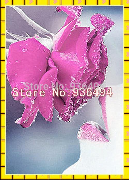 Free shipping, 200PC rare lip gloss rose seeds, women love flowers, bonsai plant seeds