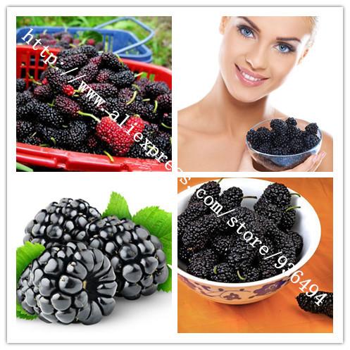 200nutritious Pre-Stratified Jumbo Thornless Blackberry Seeds, juicy , sweet ,healthy fruit,Fruit seeds