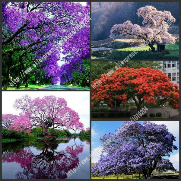 120 PCS senior paulownia seed, purple kiri seeds, 5 different color flowering plants