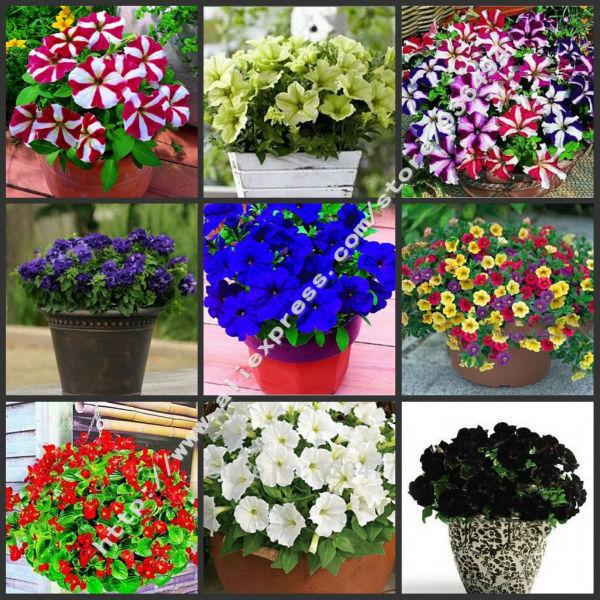 Free shipping Petunia seeds shuttlecock flower horn sweet potato flower bonsai Petunia flowers seeds-100 PCS potted plant seeds