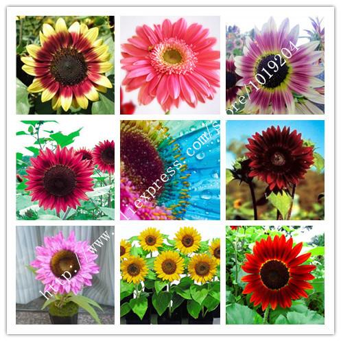 45PC Mini Rainbow sunflower seeds, nine species of rare, pink, red Sunflower seeds,Ornamental bonsai plants