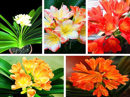 10PC bonsai Clivia seeds, rare rainbow Clivia flower seeds, potted plants dedicated windowsill