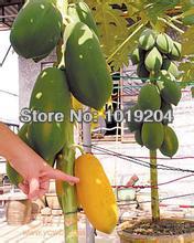 small potted tree papaya seeds, 10 seeds per package