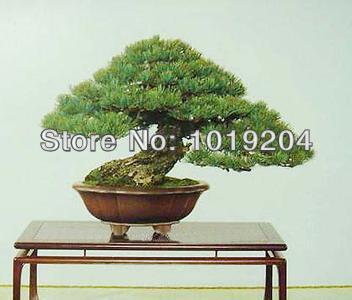 Japanese white pine bonsai plant seeds, 20PC a pack, fun pines