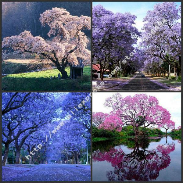 Free shipping, 120 PCS white blue purple pink paulownia seed, the most beautiful tree seeds, Rare plants
