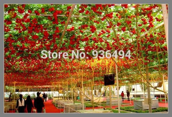 200 PCS large red climbing tomato seeds, climbing rare vegetable seeds, fruit plants