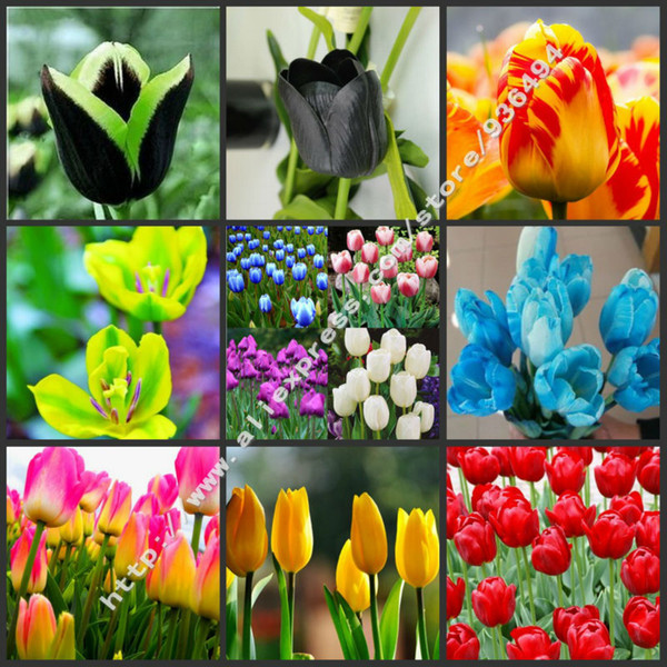 High-grade flower seeds, 200 PCS perfume tulip seed,Bonsai seeds, most beautiful and colorful tulip plants