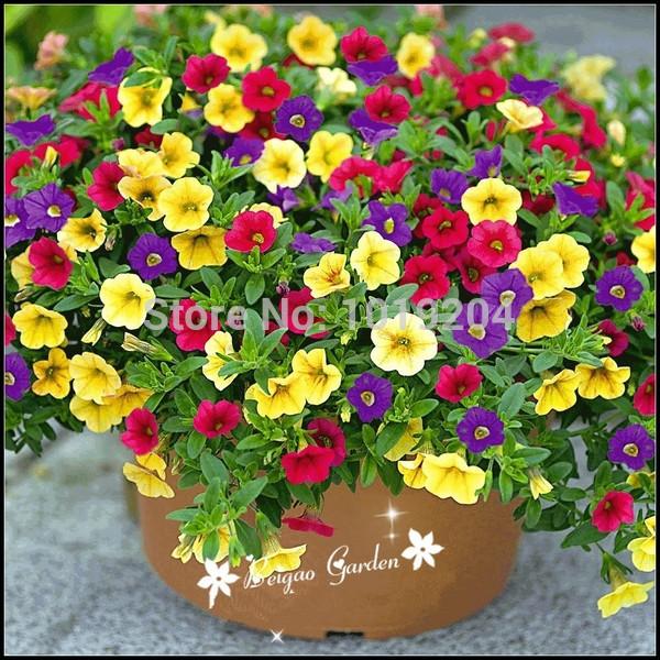 Flowering plants Petunia seeds shuttlecock flower horn sweet potato flower bonsai Petunia flowers seeds - 100pcs