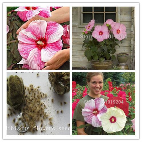 100PC Giant Hibiscus Flower Seeds Hardy ,Mix Color, DIY Home Garden potted or yard flower plant,bonsai flowers