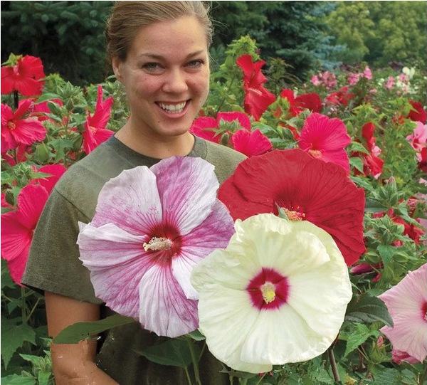 100 Giant Hibiscus Flower Seeds Hardy ,Mix Color, DIY Home Garden potted or yard flower plant