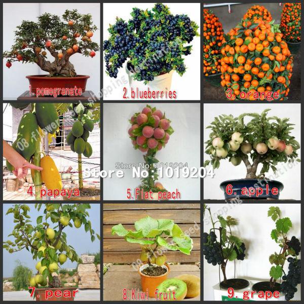 590PC mini bonsai fruit seeds, peach, kiwi, pomegranate, apples, pear, grapes, blueberries, papaya, orange tree seeds-9 package