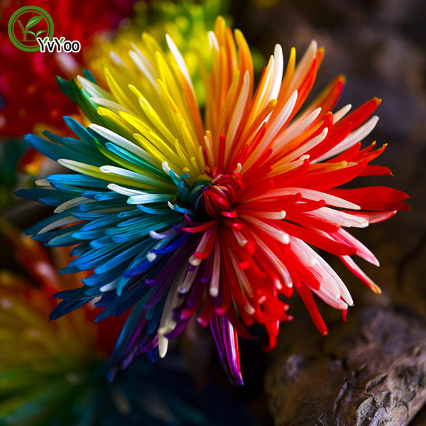 Rainbow Chrysanthemum seeds Flower Seeds Bonsai Plant for Home Garden 50 Particles / lot Q037