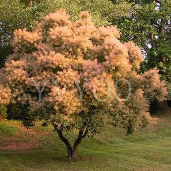 Cotinus Coggygria Seeds 40pcs, Ornamental Plant Smoke Bush Shrub Seeds, Landscape Design Smoke Tree Seeds Free Shipping B63