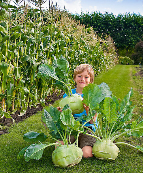 The Netherlands imported Vegetables kohlrabi seeds green vegetable seed 50pcs Free Shipping