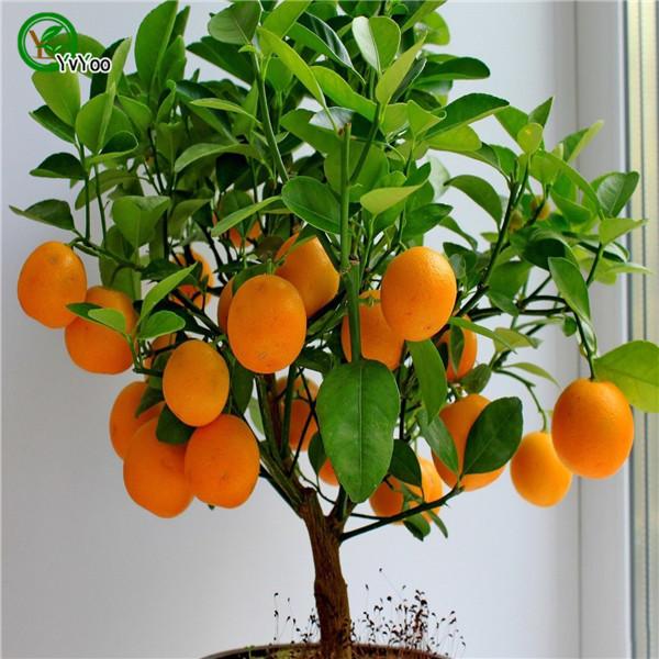 orange seeds climbing orange tree seed bonsai Organic fruit seeds Like a Christmas tree pot for home garden plant 30pcs/bag A03