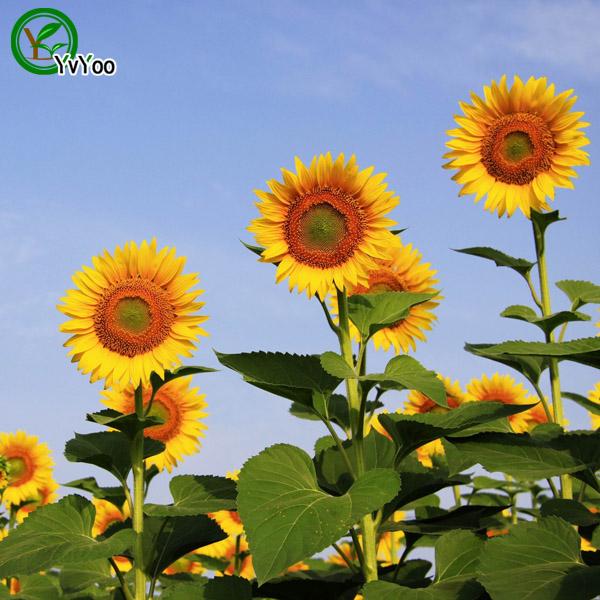 Sunflower Seed Bonsai Flower Plant Seeds Very Fragrant 15 Particles / lot S017