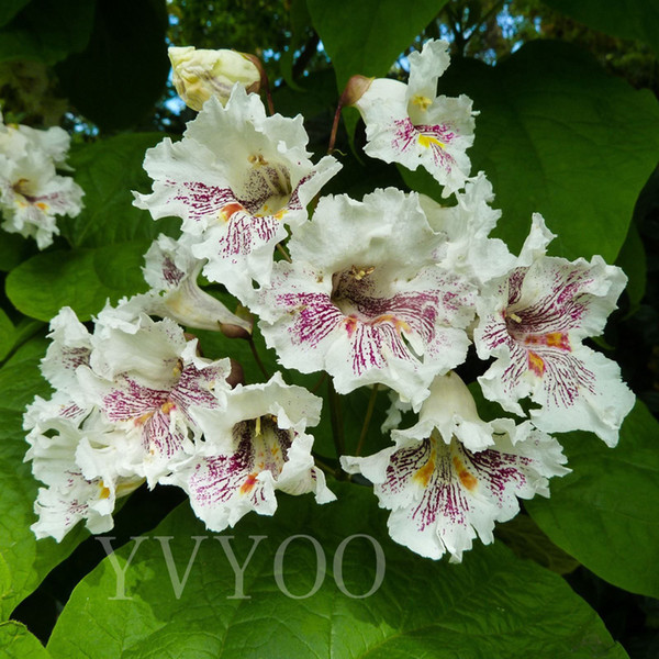 Perennial Catalpa seeds Bonsai Tree Seeds Very Beautiful Indoor Tree Home Garden plant 30 particles / bag J07