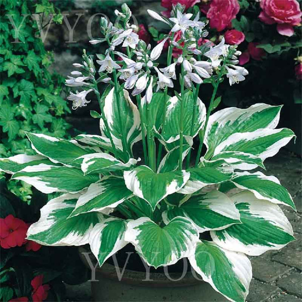 8 colours Hosta Seeds Perennial Plantain Flower,bonsai seeds,Ornamental Plants for home garden Ground Cover Plant 20pcs K01