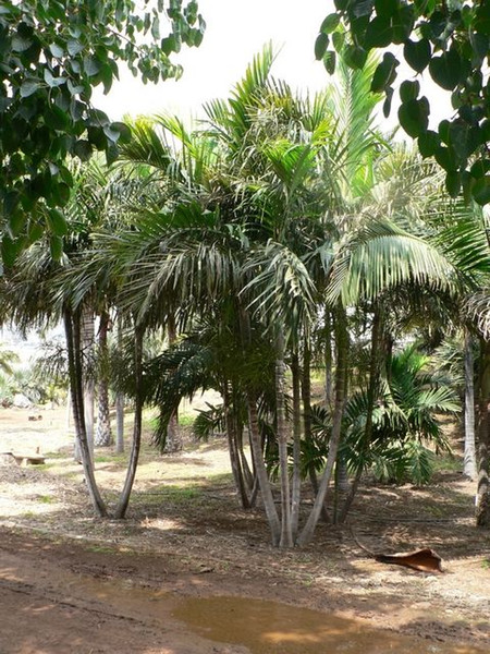 Solitaire Palm SEEDS Garden Ornament Evergreen Trachycarpus Fortunei Bonsai Tropical Landscape Plants Home Garden 20pcs B034