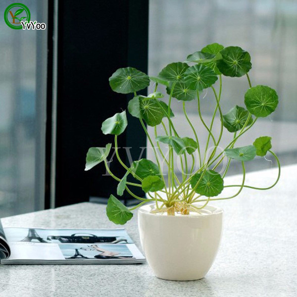 Pilea Seeds 100Pcs/bag Copper Grass Cold Water Indoor Putdoor Pot Seed Aquatic Plant Bonsai Annual Garden Ornaments T017