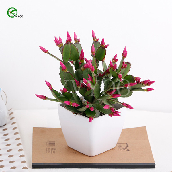 Balcony potting seeds China Cactus Seeds Tree Potted Bonsai Courtyard Home Garden Bonsai Plant 30 pcs T035