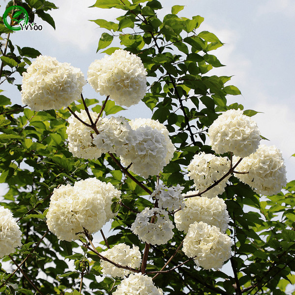 White Hydrangea seeds Rare Flower Seeds DIY Home Garden plant Easy to Grow 30 Particles / lot a010