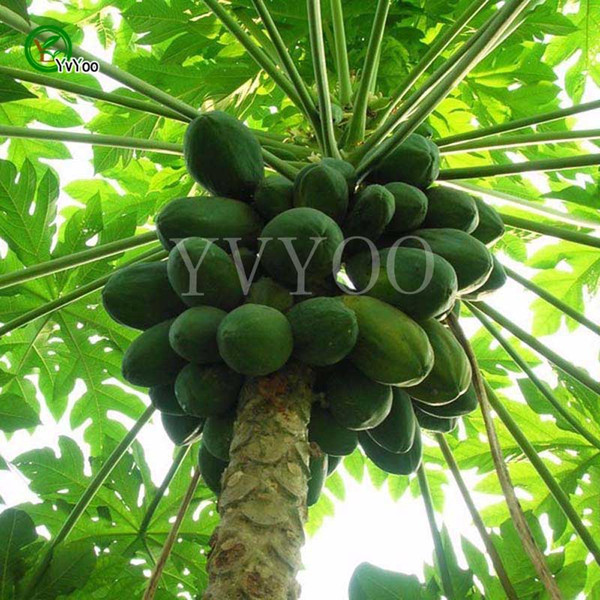 Papaya Seeds Annual Fruit and Vegetable .DIY Home Garden&Bonsai Plant Seeds. 50 pcs/Pack Z55