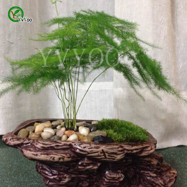 30 Potted bamboo Seeds, indoor plants flowers new arrival DIY Home Garden flower plant D029