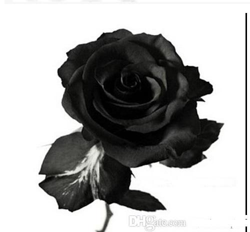 New arrive rose flower seed 100 seeds china rare black rose flower special flower seeds wholesale