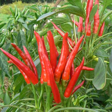 NO-GMO red hot chili peppers Seeds, home fruit and vegetable seeds 200 particles/bag