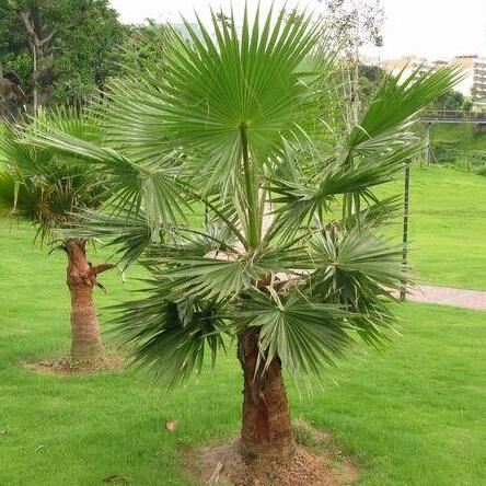 Outdoor Perennial plant palm tree seeds, tropical ornamental Tree seed 20 particles/bag