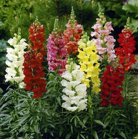 1 original pack 100pcs common snapdragon seeds, Garden Bonsai mixed color flower Planting seeds