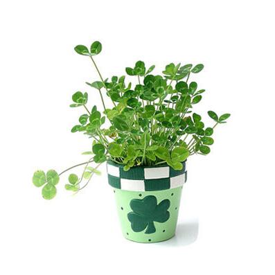 Clover seeds,small indoor flowers four leaf clover seed, lucky clover bonsai plants 100 particles/bag