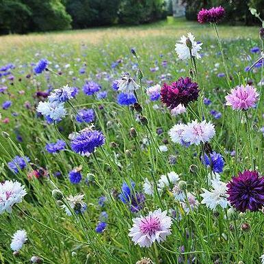 cornflower flower seeds, Balcony bonsai Easy to grow mix flower seed 100 particles/bag