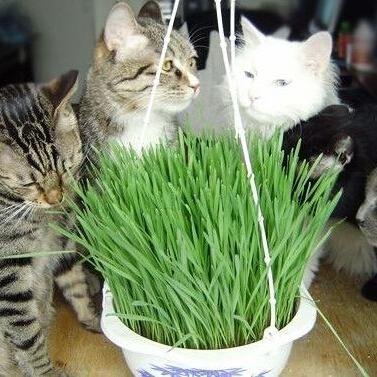 Cat Grass Seeds Organic wheat seeds, Green Plant 200 particles/bag