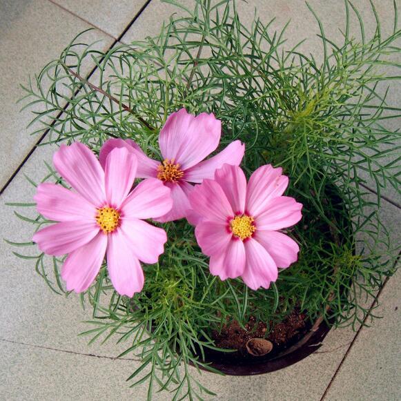 1 Original Pack 100 Seeds Common cosmos, garden mix color Flower Seeds