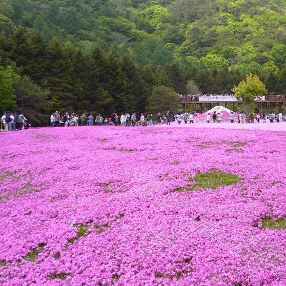 2018 new seeds creeping sakura, Perennial Ground cover pink flower seeds, ourdoor plant for home garden 200 particles/bag