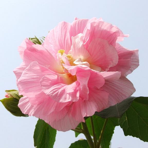 Giant Hibiscus Flower Seeds, DIY Home Garden flower plant seed 100 particles/bag